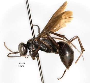 Media type: image;   Entomology 13657 Aspect: habitus lateral view